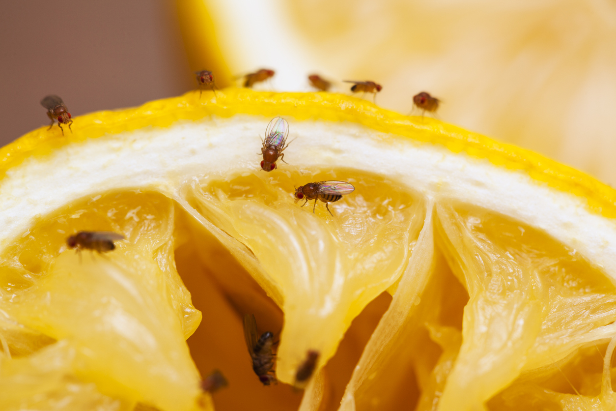 how-to-get-rid-of-fruit-flies-in-the-bathroom-fruit-fly-trap