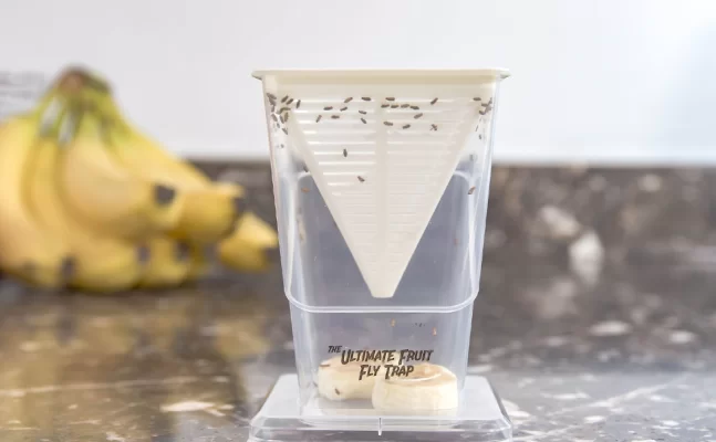 3 DIY Fruit Fly Traps That Use Vinegar