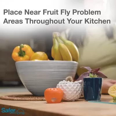 Decorative Fruit Fly Traps